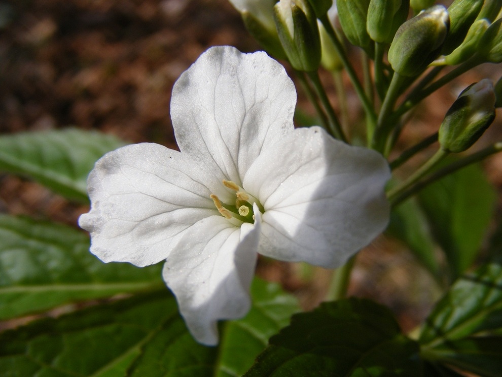 Cardamine pentaphyllos